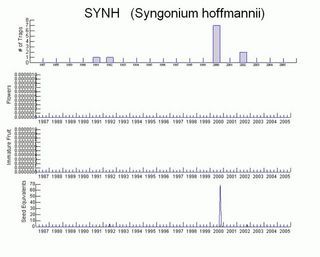 Syngonium hoffmannii timeseries