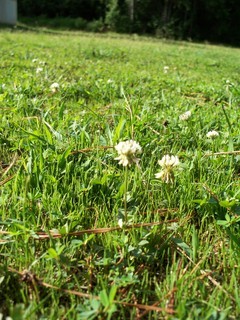 Trifolium reflexum