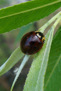 Anatis labiculata, Fifteen-spotted Lady Beetle