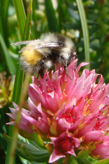 Bombus sylvicola, bumble bee