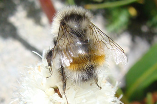 Bombus sylvicola, bumble bee