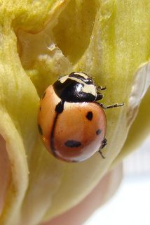 Coccinella novemnotata, nine spotted ladybeetle