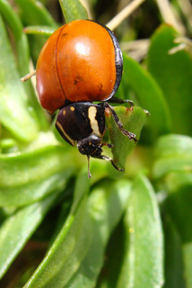 Anatis lecontei, giant ladybeetle