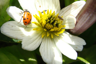 Caltha leptosepala with Hippodamia convergens, white marsh marigold with convergent ladybeetle