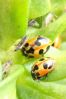Hippodamia parenthesis, parenthesis ladybeetle
