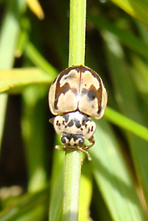 Mulsantina picta, painted ladybeetle
