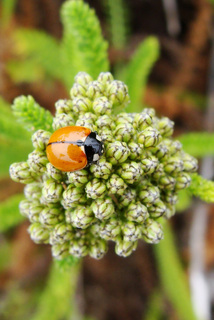Coccinella californica, California ladybeetle