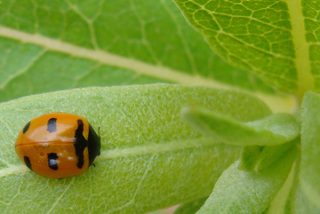 Coccinella transversoguttata, transverse ladybeetle