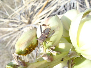 Leptoglossus phyllopus, large on Yucca glauca