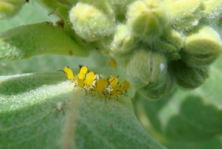 Aphis nerii, oleander aphids