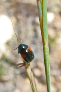 Saxinis saucia, red-shouldered leaf beetle