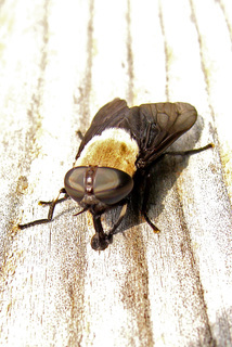 Tabanus punctifer, big black horse fly