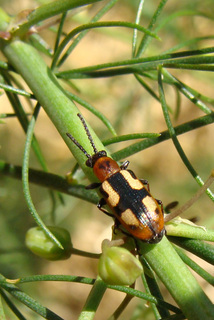Crioceris asparagi, asparagus beetle