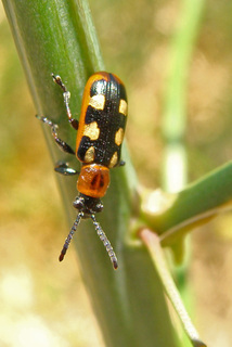 Crioceris asparagi, asparagus beetle