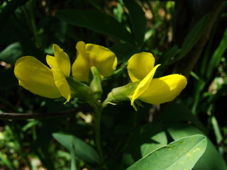 Thermopsis montana, mountain golden-pea