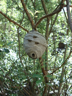 Dolichovespula maculata on nest, bald-faced hornet on nest