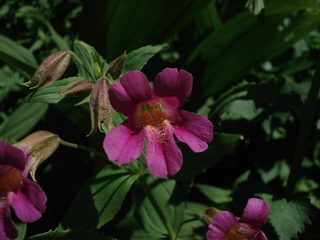 Mimulus lewisii, monkey flower