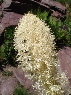 Xerophyllum tenax, beargrass