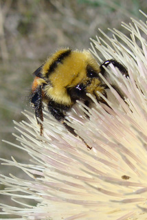 Bombus huntii, Hunts Bumble Bee