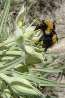 Bombus huntii, Hunts Bumble Bee