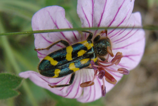 Trichodes ornatus, ornate checkered beetle