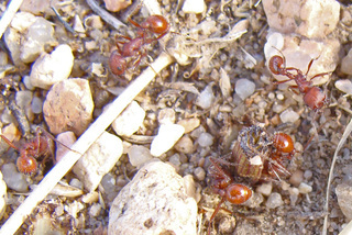 Pogonomyrmex barbatus, Red Harvester Ant