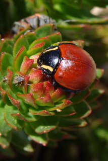 Anatis lecontei, Giant Ladybug