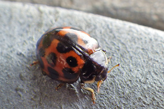 Harmonia axyridis, Multicolored Asian Lady Beetle