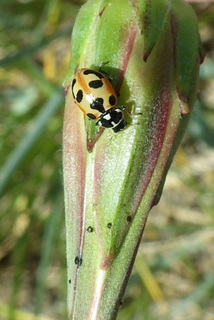 Hippodamia parenthesis, Parenthesis Lady Beetle