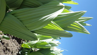 Veratrum viride, Green Corn Lily