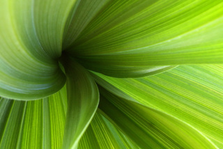 Veratrum viride, Green Corn Lily