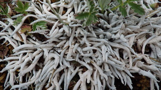 Thamnolia vermicularis, Whiteworm Lichen