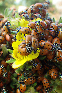 Hippodamia convergens, Convergent Lady Beetle