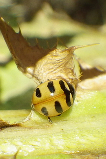 Coccinella trifasciata, Three-banded Lady Beetle