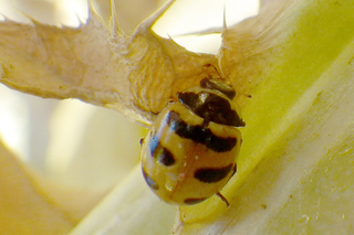 Coccinella trifasciata, Three-banded Lady Beetle