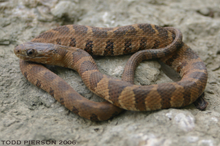 Nerodia sipedon, Northern Water Snake