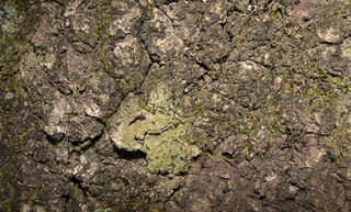 Bacidia schweinitzii