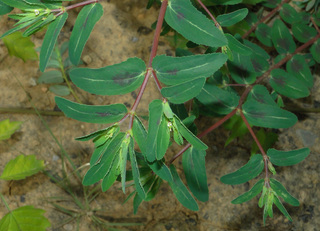 Chamaesyce hyssopifolia