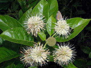Cephalanthus occidentalis, Common Buttonbush