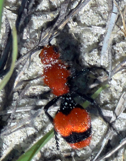 Dasymutilla occidentalis