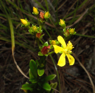 Hypericum cistifolium