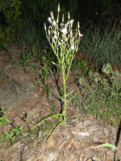 Lactuca graminifolia