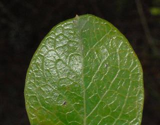 Vaccinium arboreum