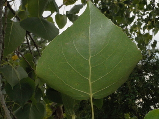 Populus deltoides