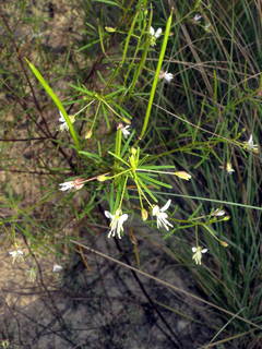 Polanisia tenuifolia