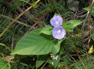 Jacquemontia tamnifolia