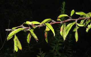 Prunus angustifolia