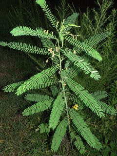 Sesbania herbacea