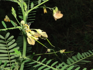 Sesbania herbacea