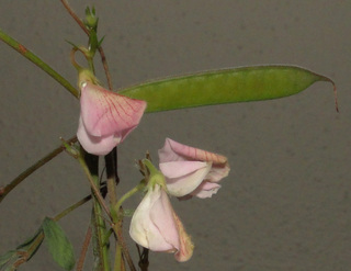 Tephrosia florida
